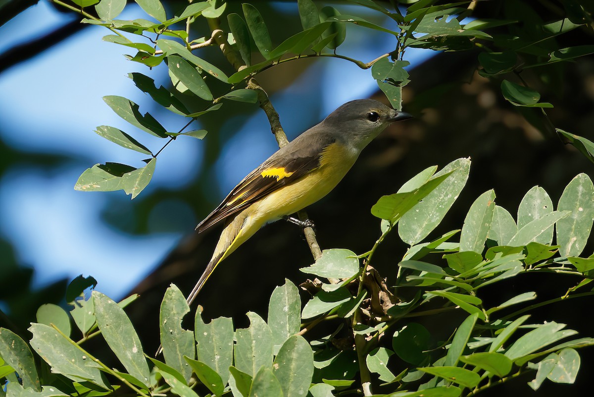 Rosy Minivet - ML645777765
