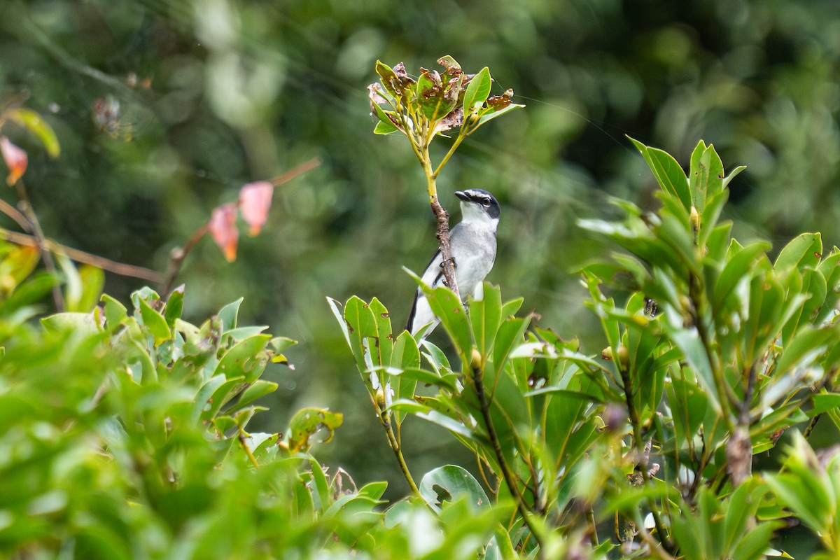 琉球山椒鳥 - ML645777767