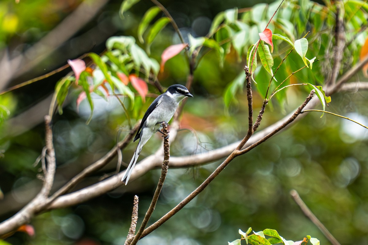 琉球山椒鳥 - ML645777769