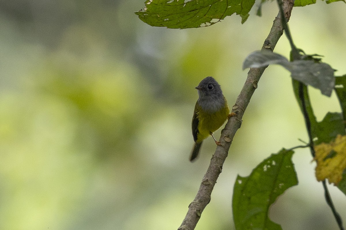 Сероголовая комароловка - ML645777771