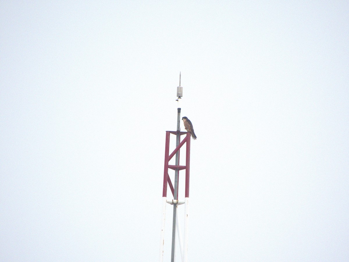 Peregrine Falcon - ML645777772