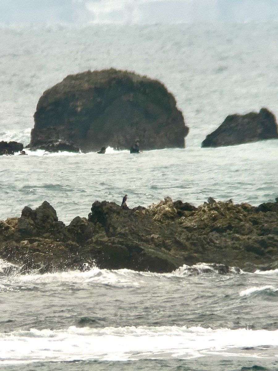 Aplomado Falcon - ML645777788