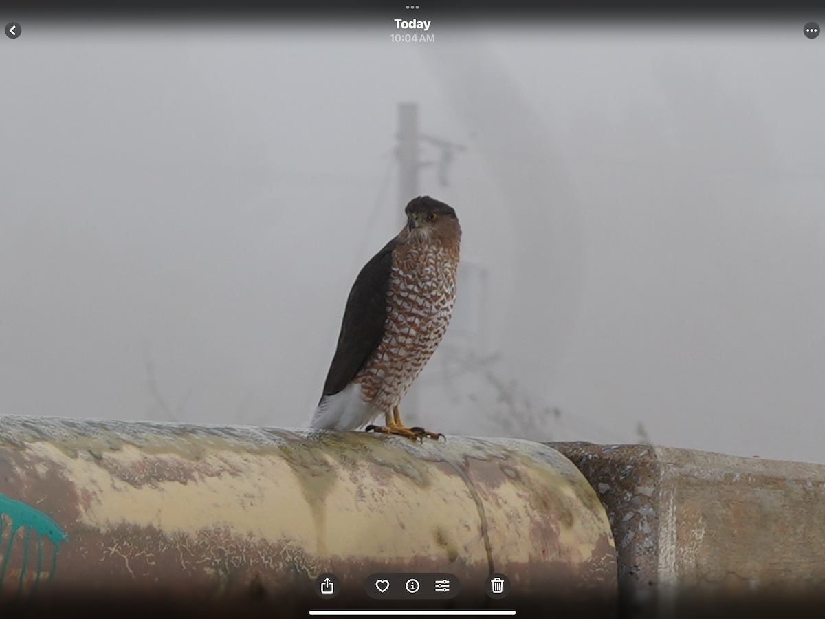 Cooper's Hawk - ML645777791