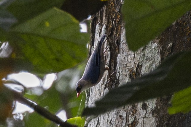 Velvet-fronted Nuthatch - ML645777792