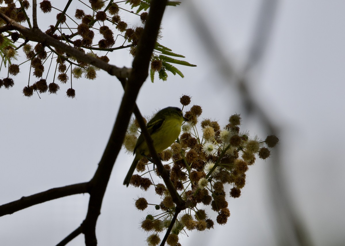 Todirostre à tête grise - ML645777805