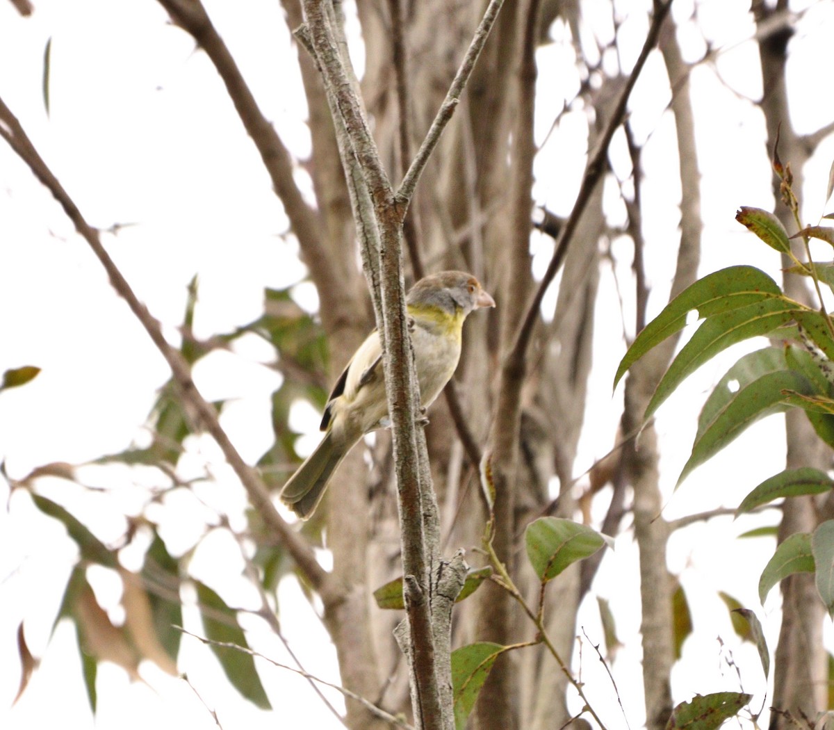 Віреон рудобровий - ML645777808