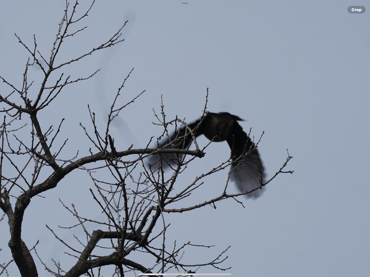 Blue Jay - ML645777813