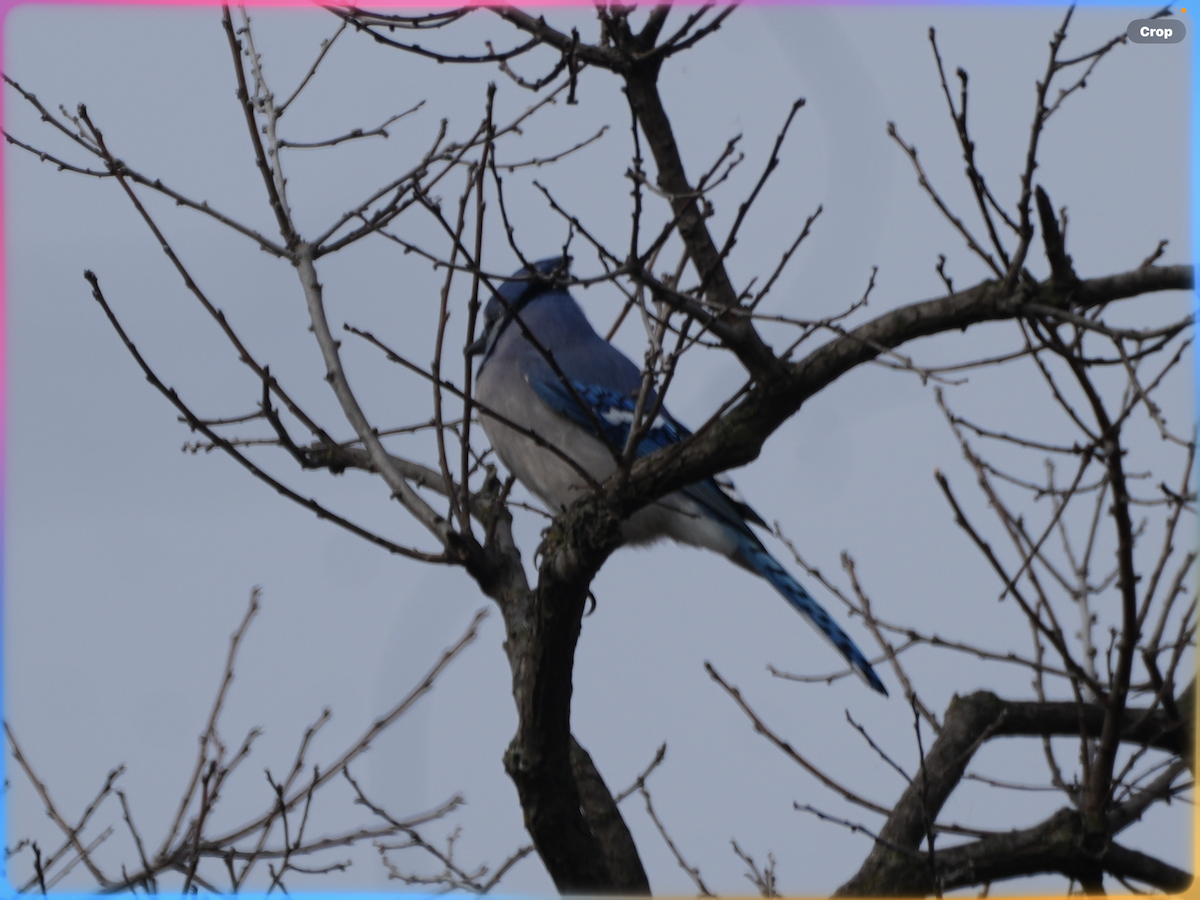 Blue Jay - ML645777814