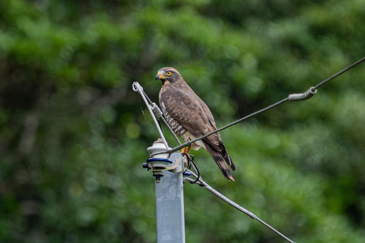 灰面鵟鷹 - ML645777815