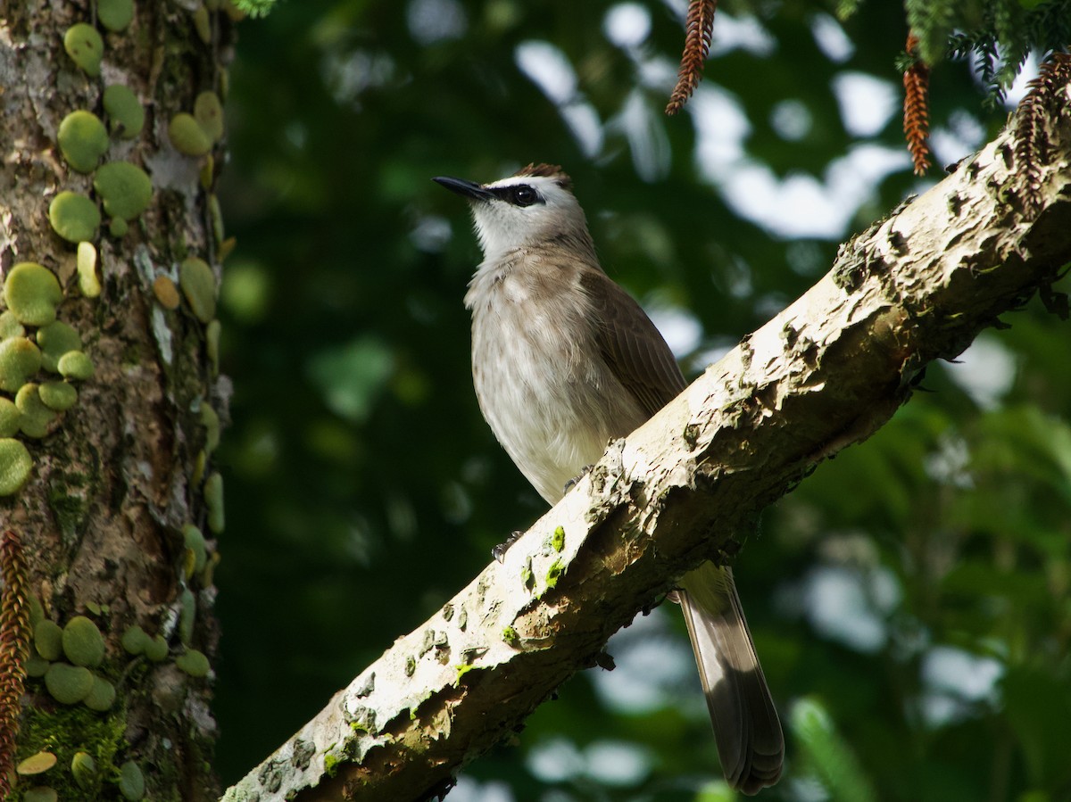 Yellow-vented Bulbul - ML645777822