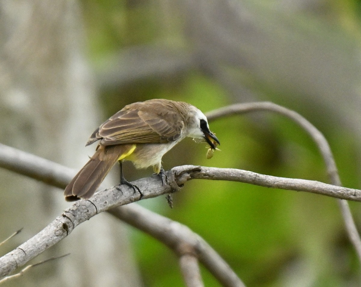 Yellow-vented Bulbul - ML645777842