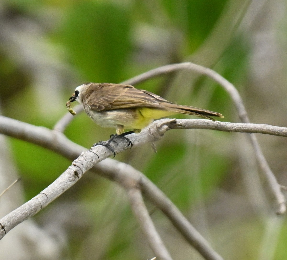 Yellow-vented Bulbul - ML645777843