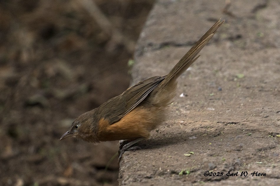 Rufous Chatterer - ML645777872