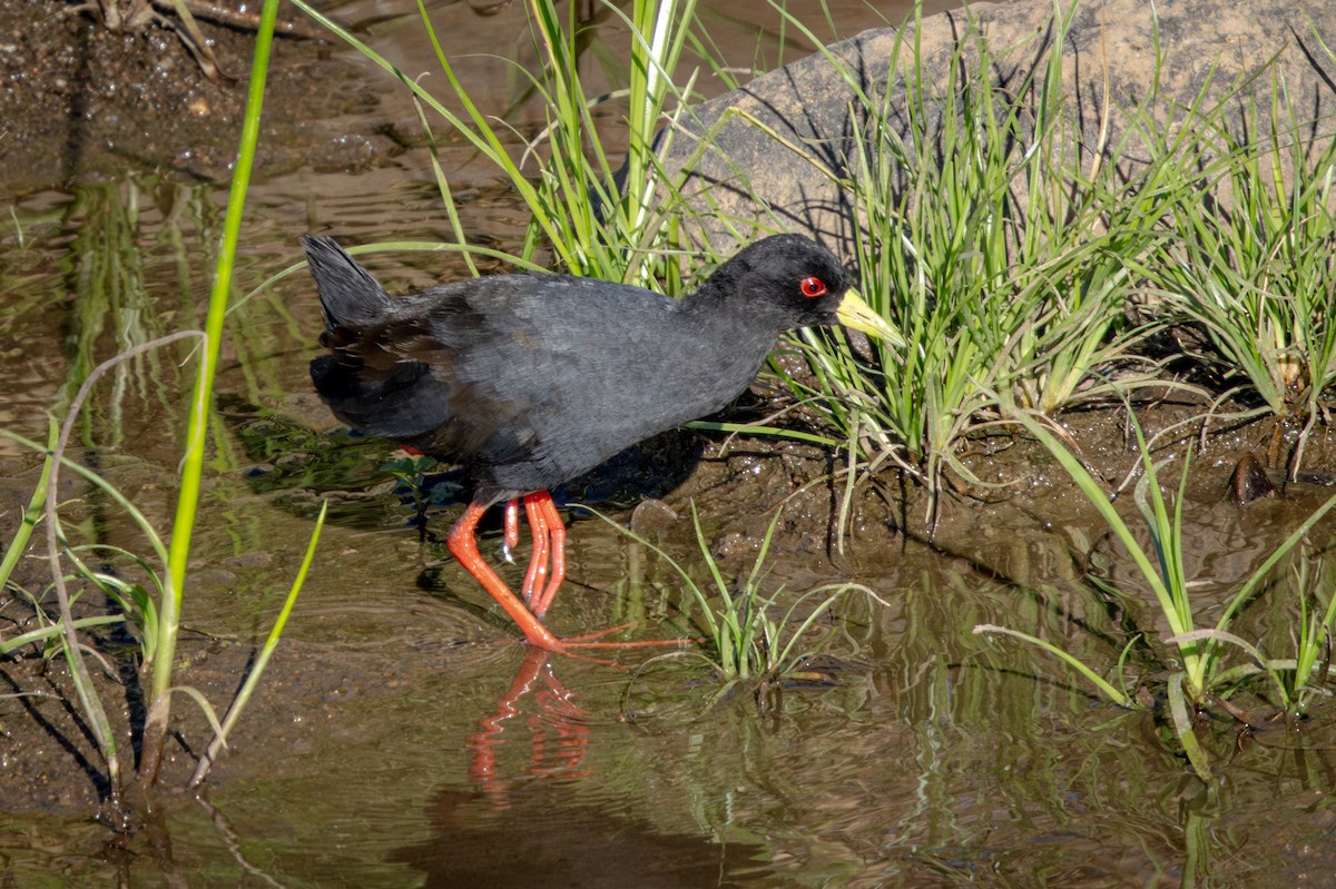 Black Crake - ML645777873