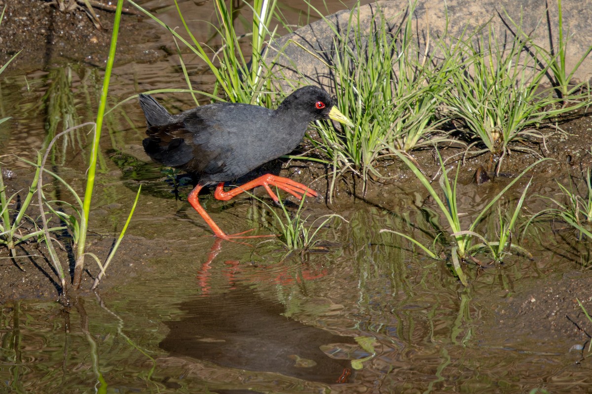 Black Crake - ML645777874