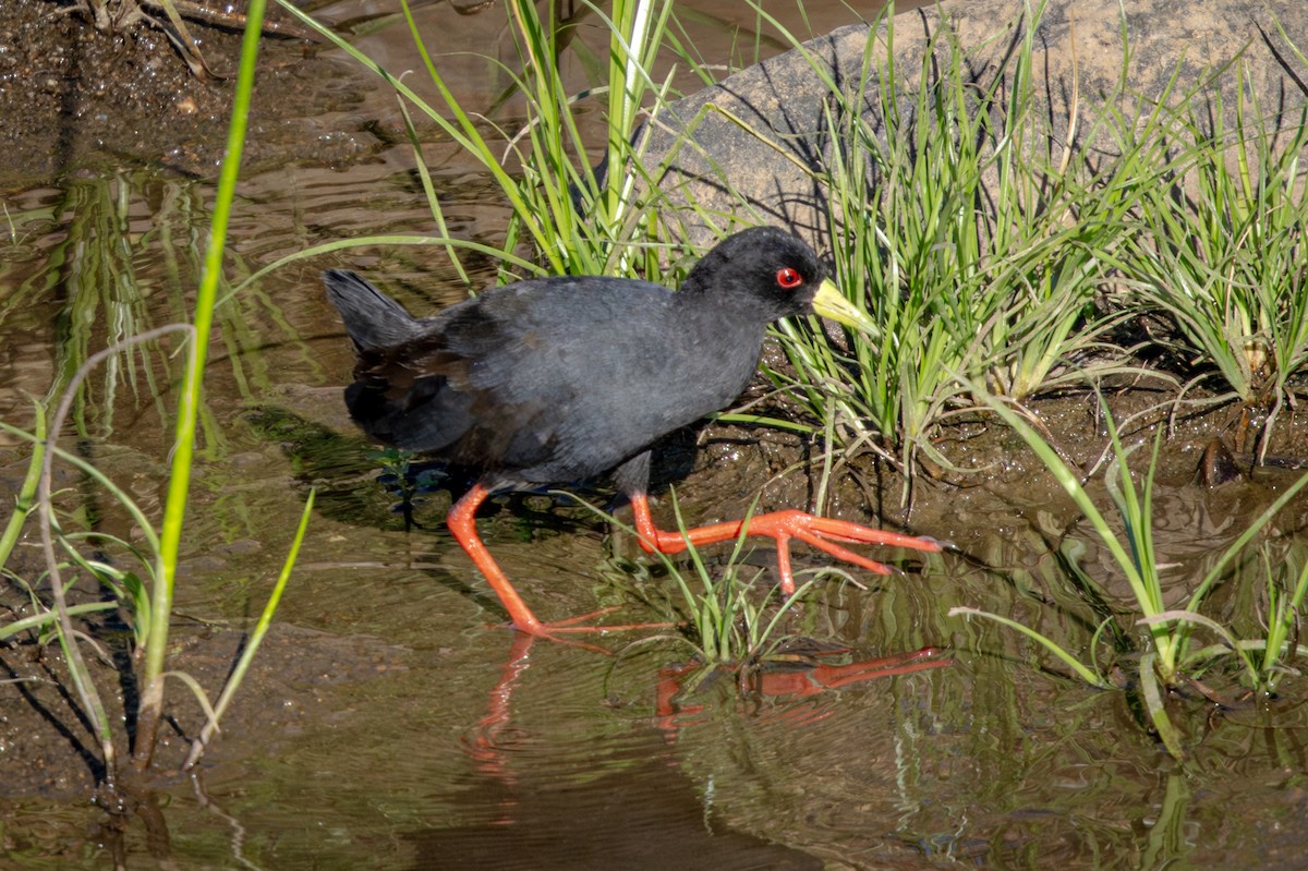 Black Crake - ML645777875