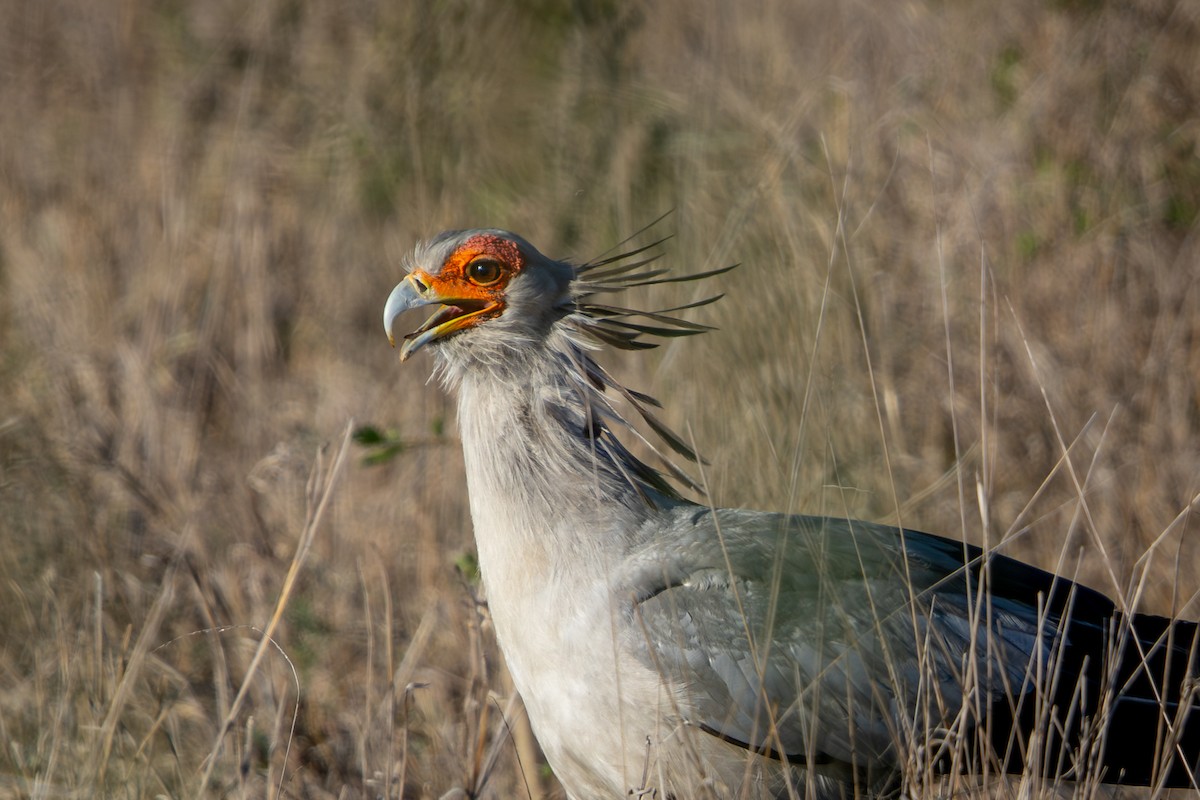 hadilov písař - ML645777883