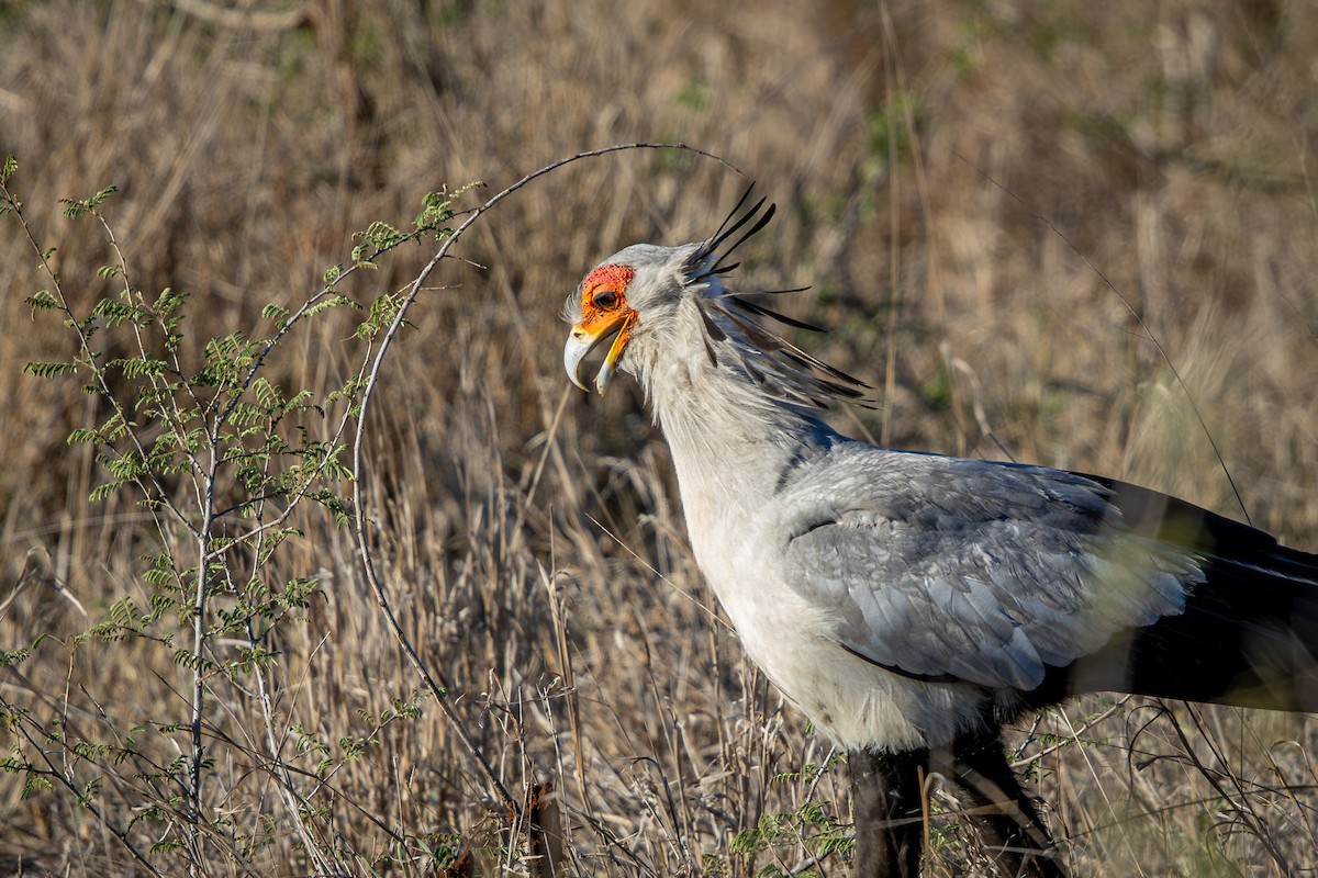 hadilov písař - ML645777884
