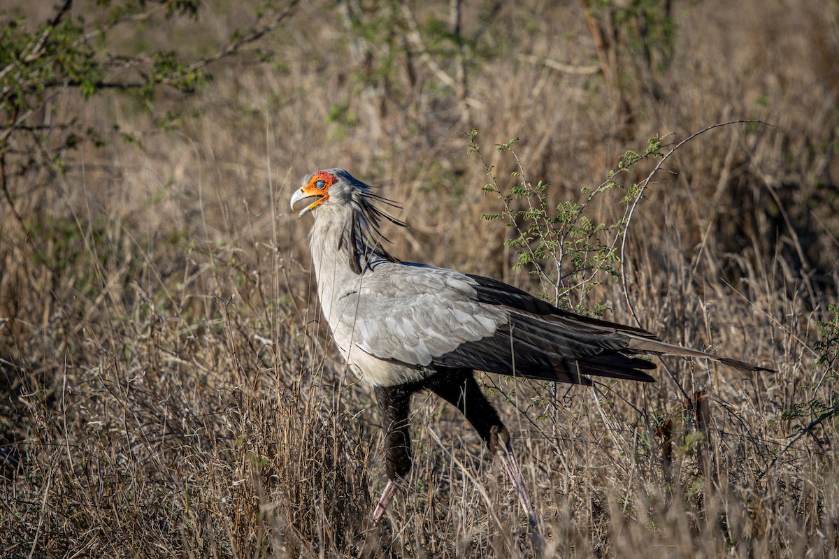 hadilov písař - ML645777885