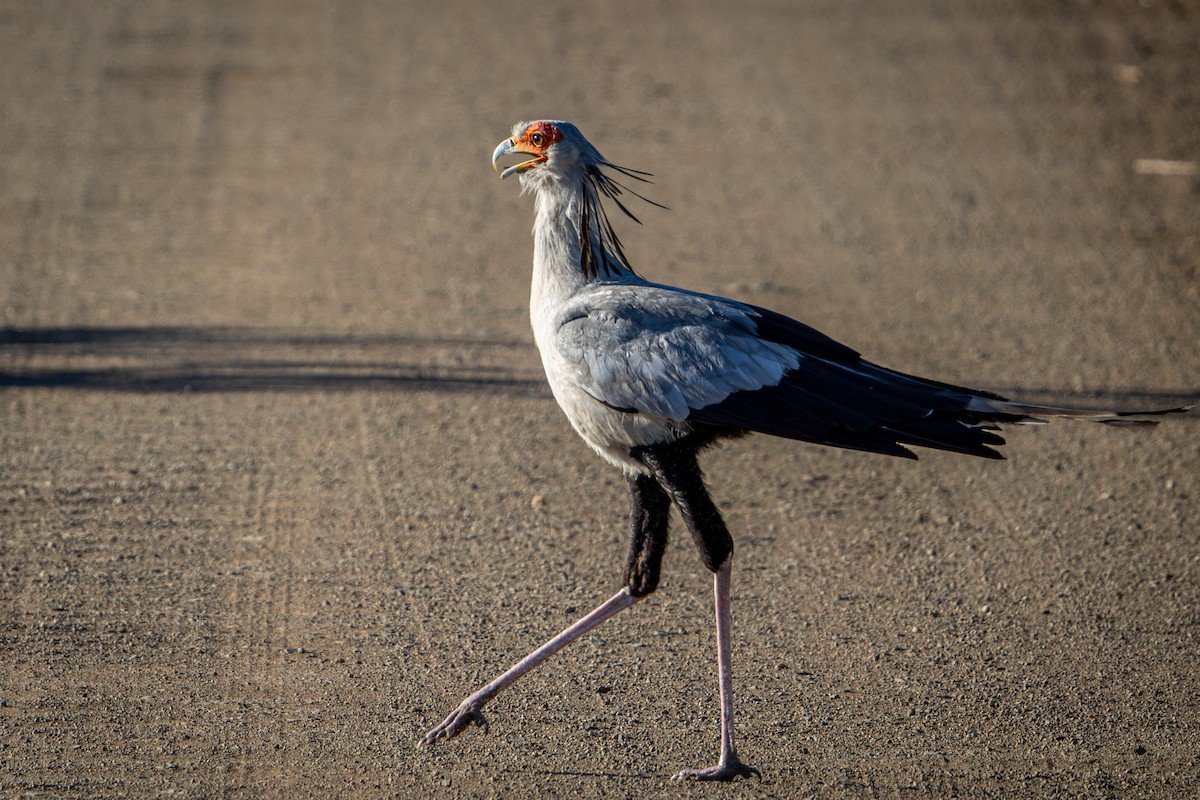 hadilov písař - ML645777886