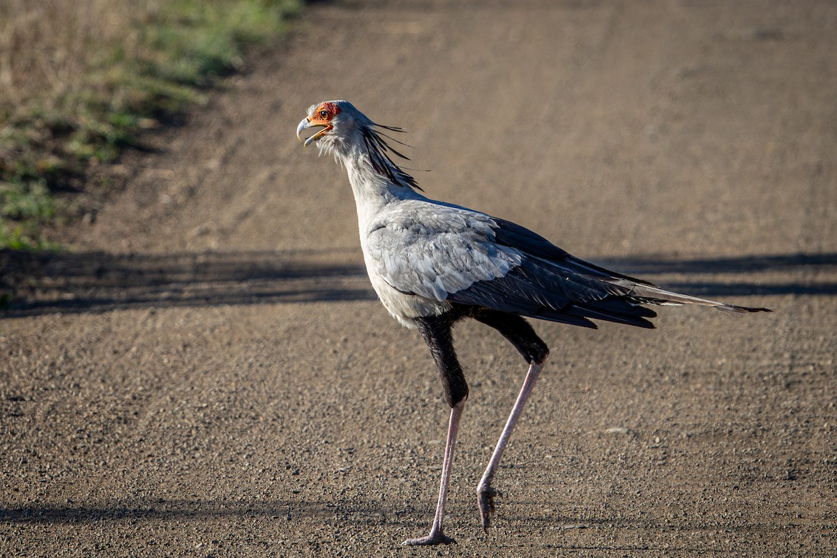 hadilov písař - ML645777887