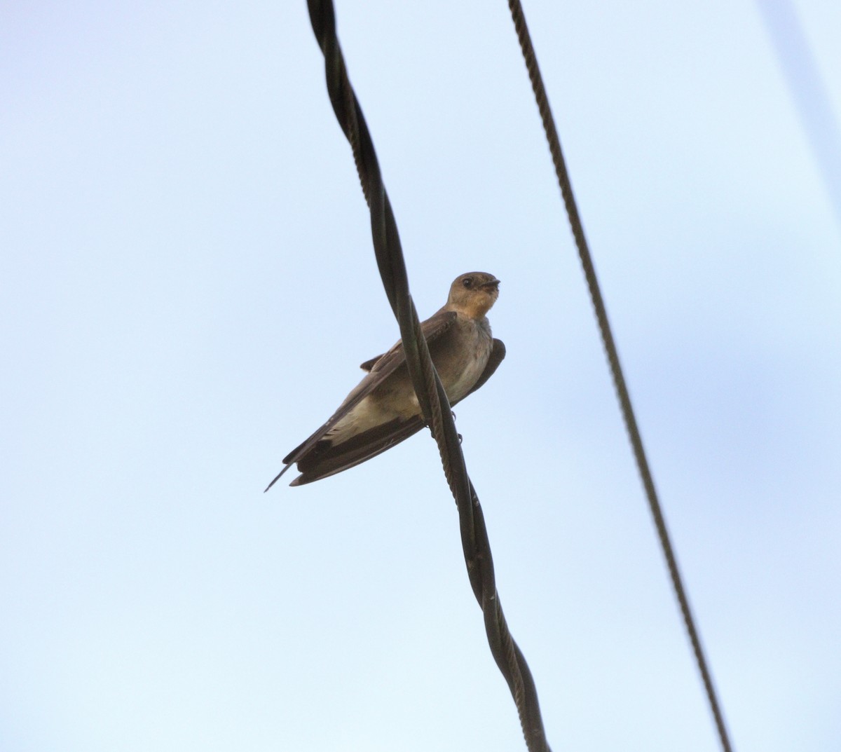 vlaštovka neotropická - ML645777888