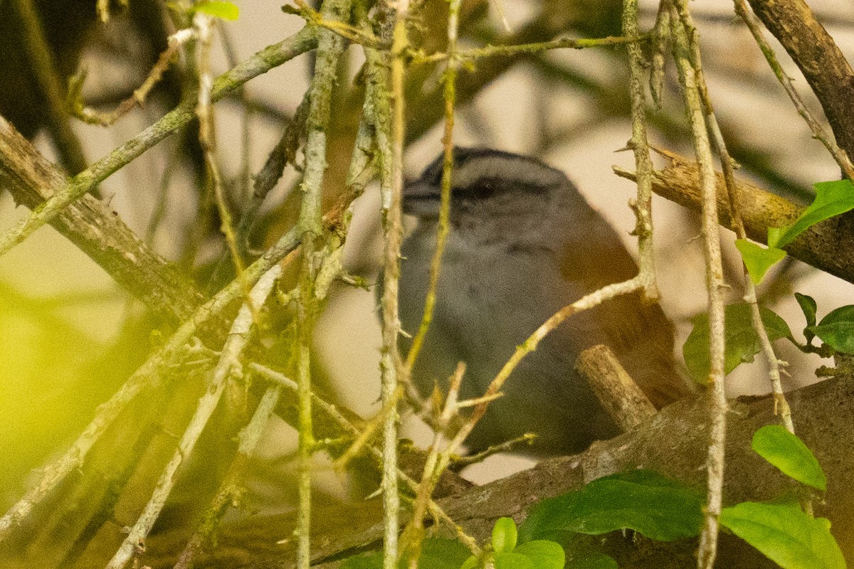 Black-striped Sparrow - ML645777890