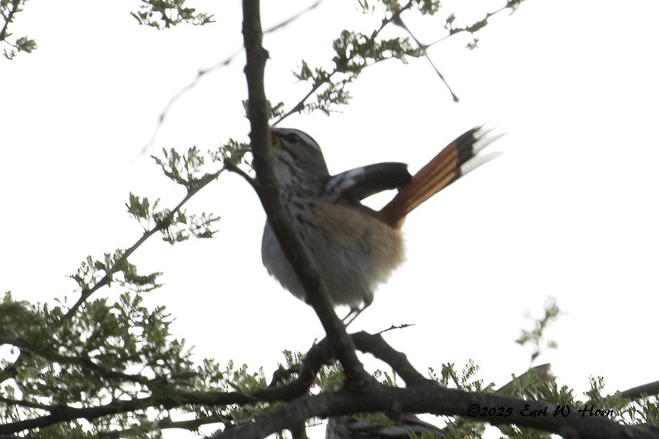 White-browed Scrub-Robin - ML645777891