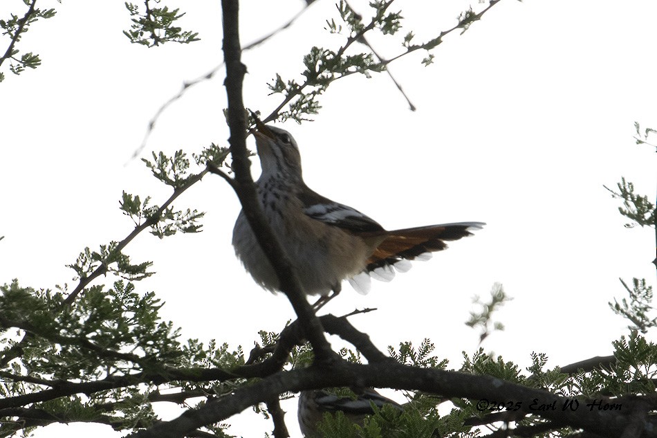 White-browed Scrub-Robin - ML645777892