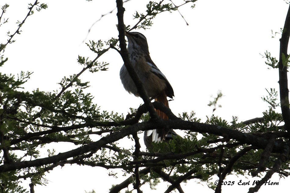 White-browed Scrub-Robin - ML645777893
