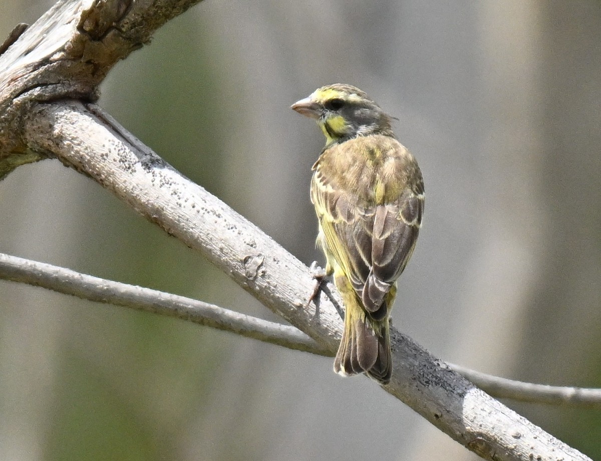 zvonohlík žlutočelý - ML645777894