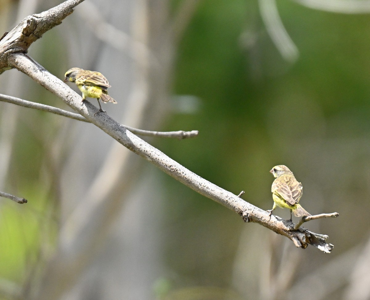 zvonohlík žlutočelý - ML645777895