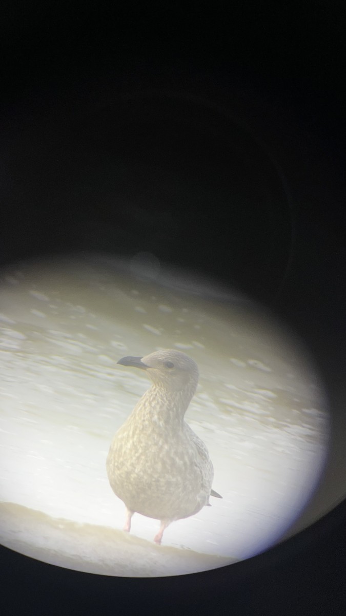 American Herring Gull - ML645777896