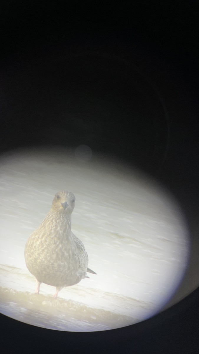 American Herring Gull - ML645777897