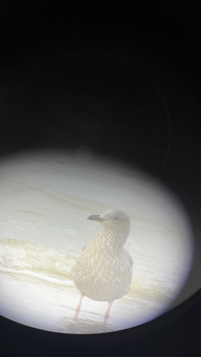 American Herring Gull - ML645777898