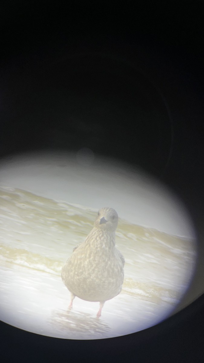 American Herring Gull - ML645777899
