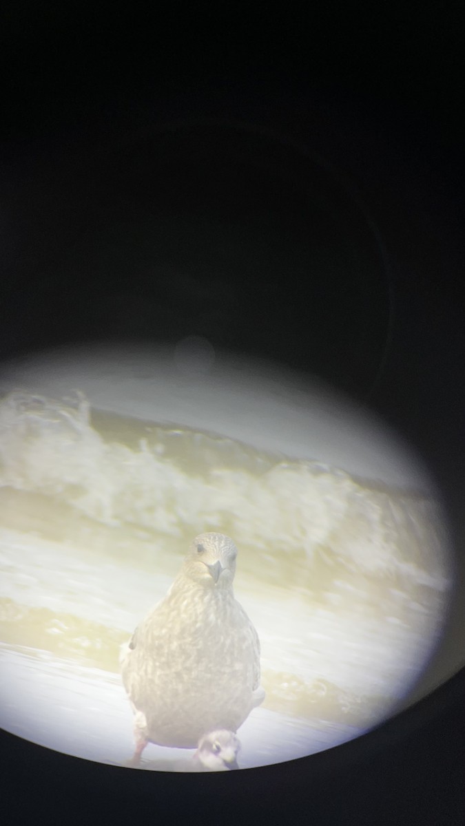 American Herring Gull - ML645777900