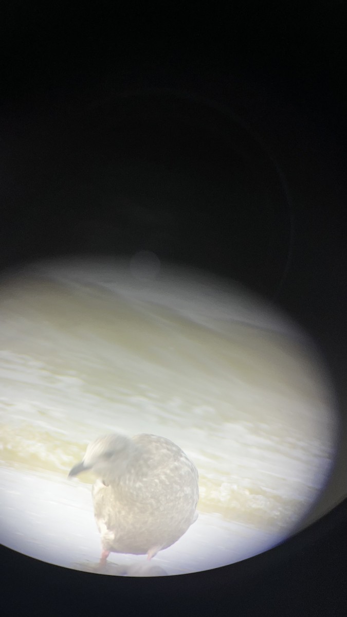 American Herring Gull - ML645777901