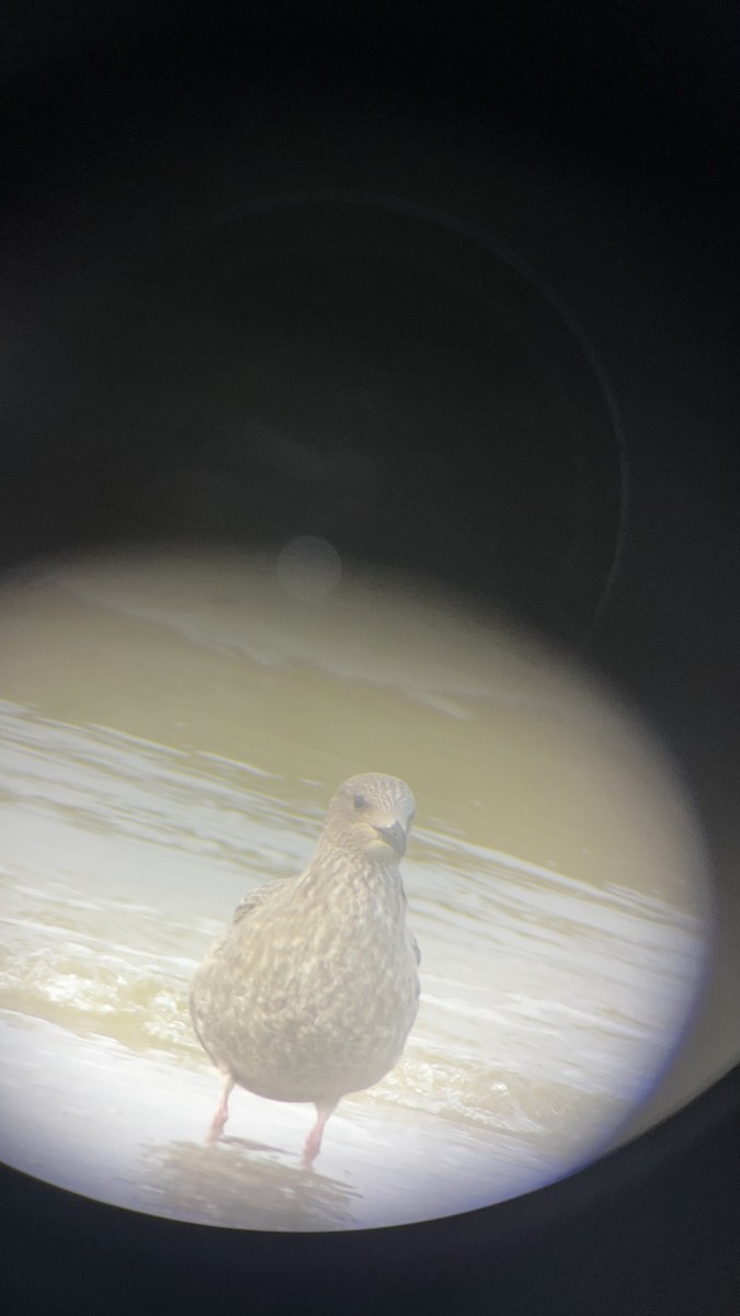 American Herring Gull - ML645777902