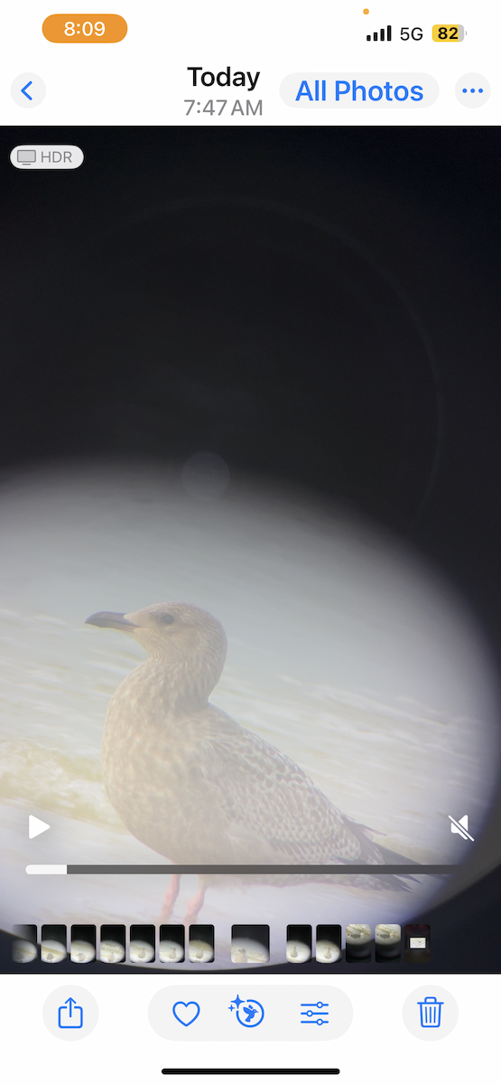 American Herring Gull - ML645777903