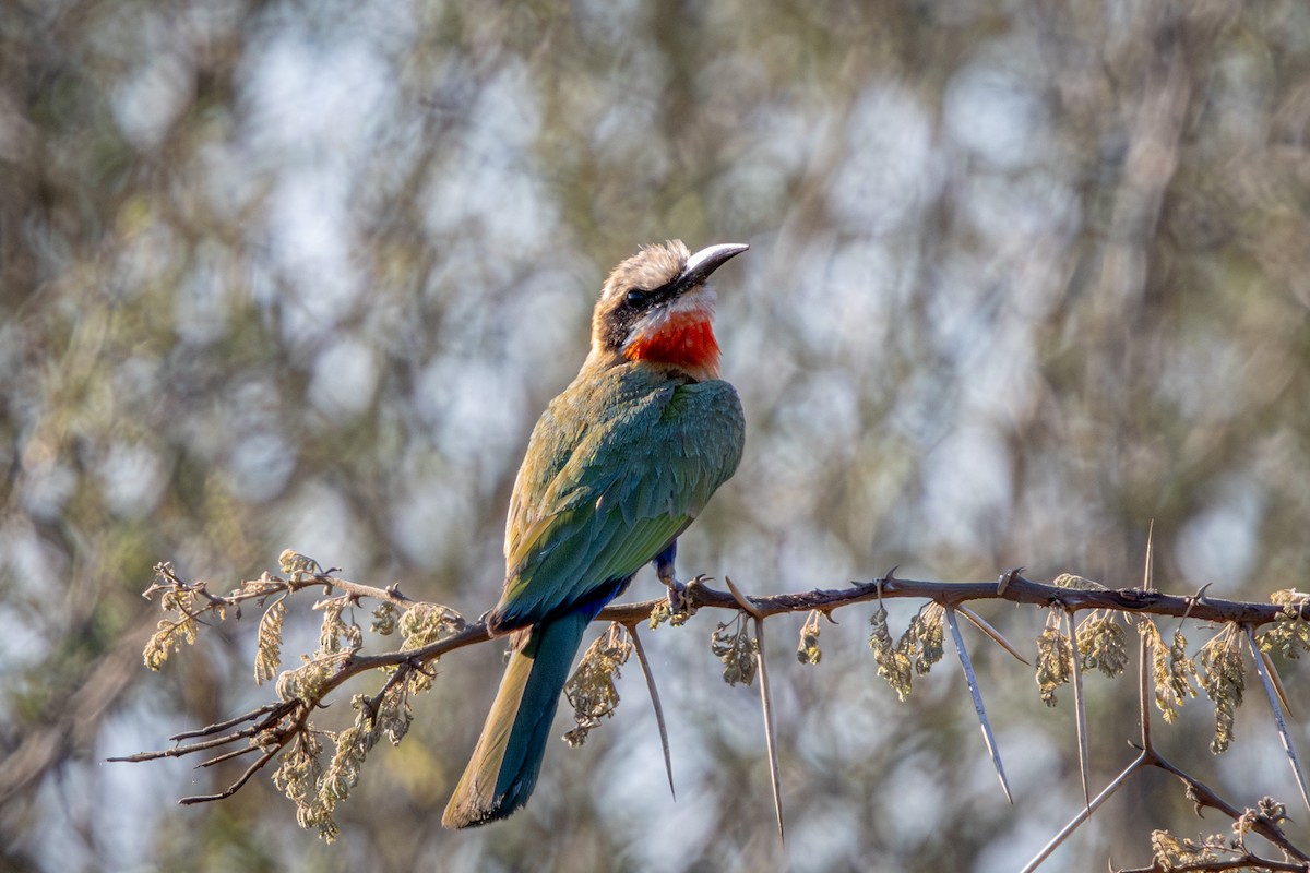 vlha běločelá - ML645777904