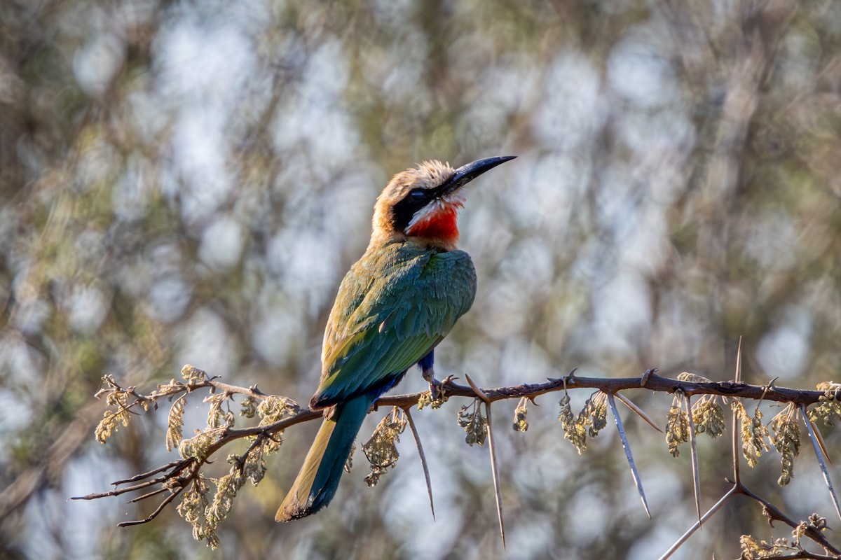 vlha běločelá - ML645777905