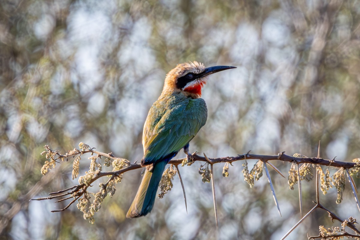 vlha běločelá - ML645777906