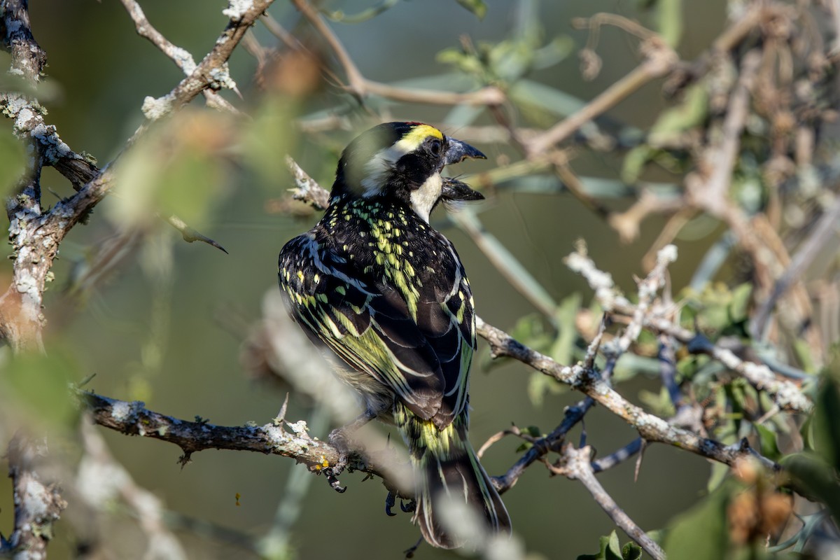 vousáček strakatý - ML645777909