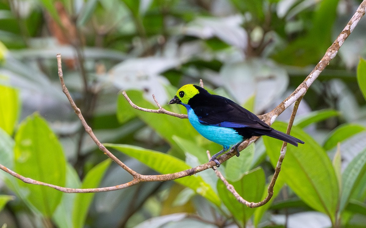 Paradise Tanager - ML645777910