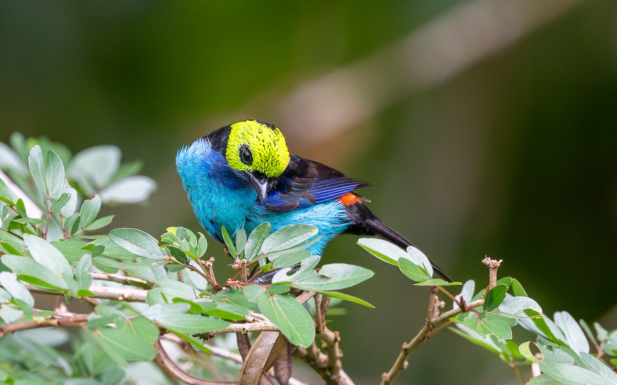 Paradise Tanager - ML645777912