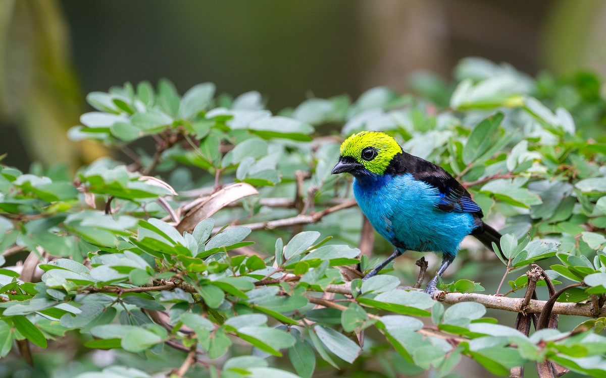 Paradise Tanager - ML645777913