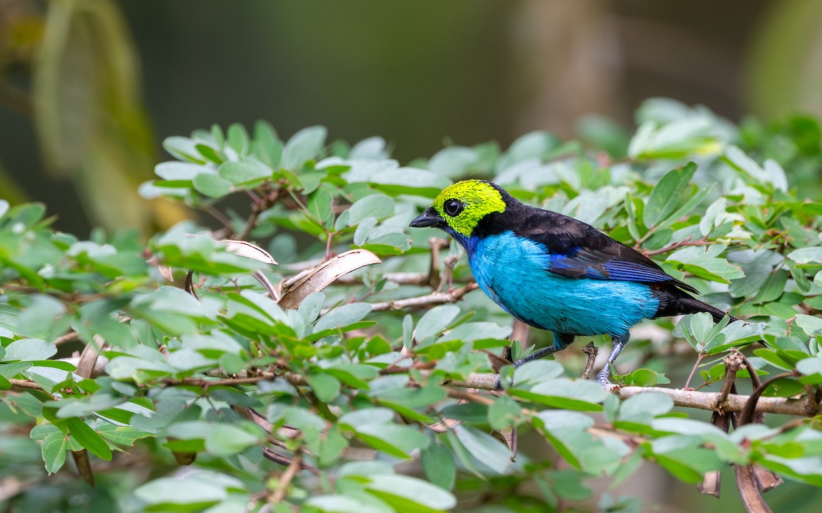 Paradise Tanager - ML645777914