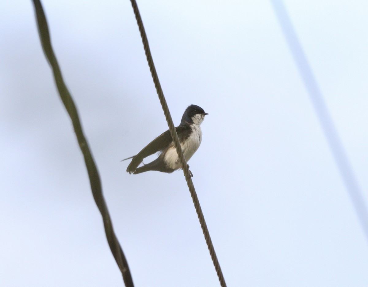 vlaštovka modrobílá - ML645777915