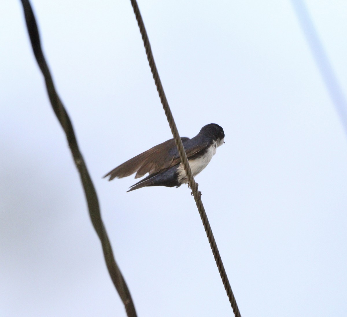 vlaštovka modrobílá - ML645777916